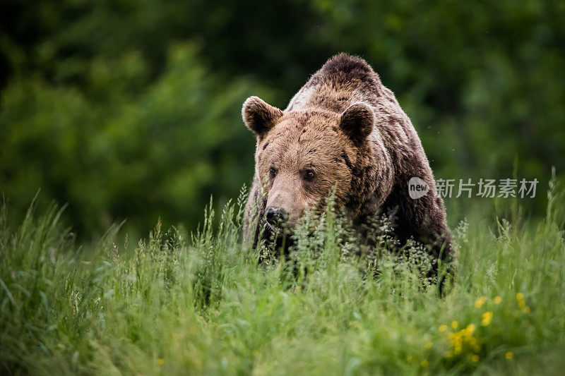 棕熊(Ursus arctos)